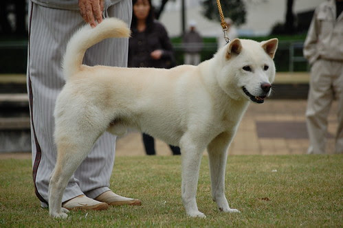 Kishu Male 2