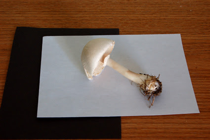 If Fire Would Burn Me: How to make a mushroom spore print.