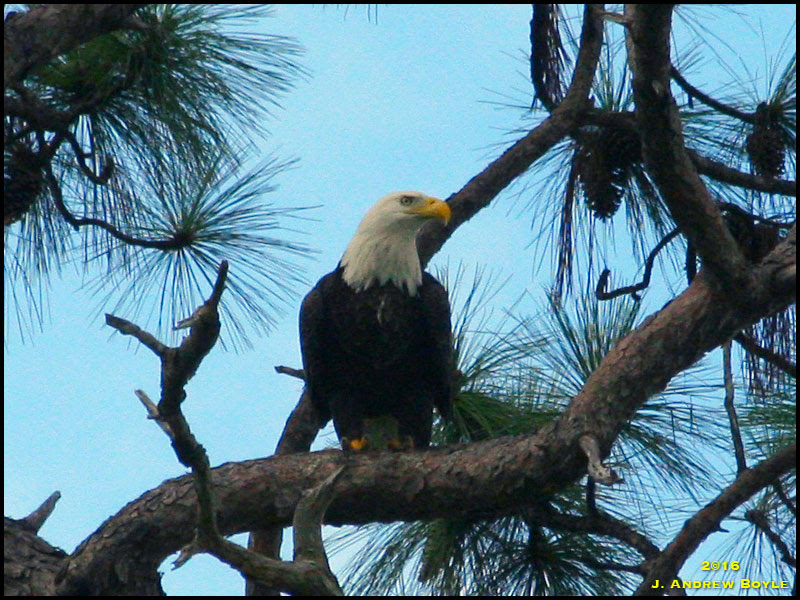 Bald Eagle Bald Eagle