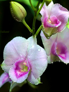 Красивая нежная орхидея