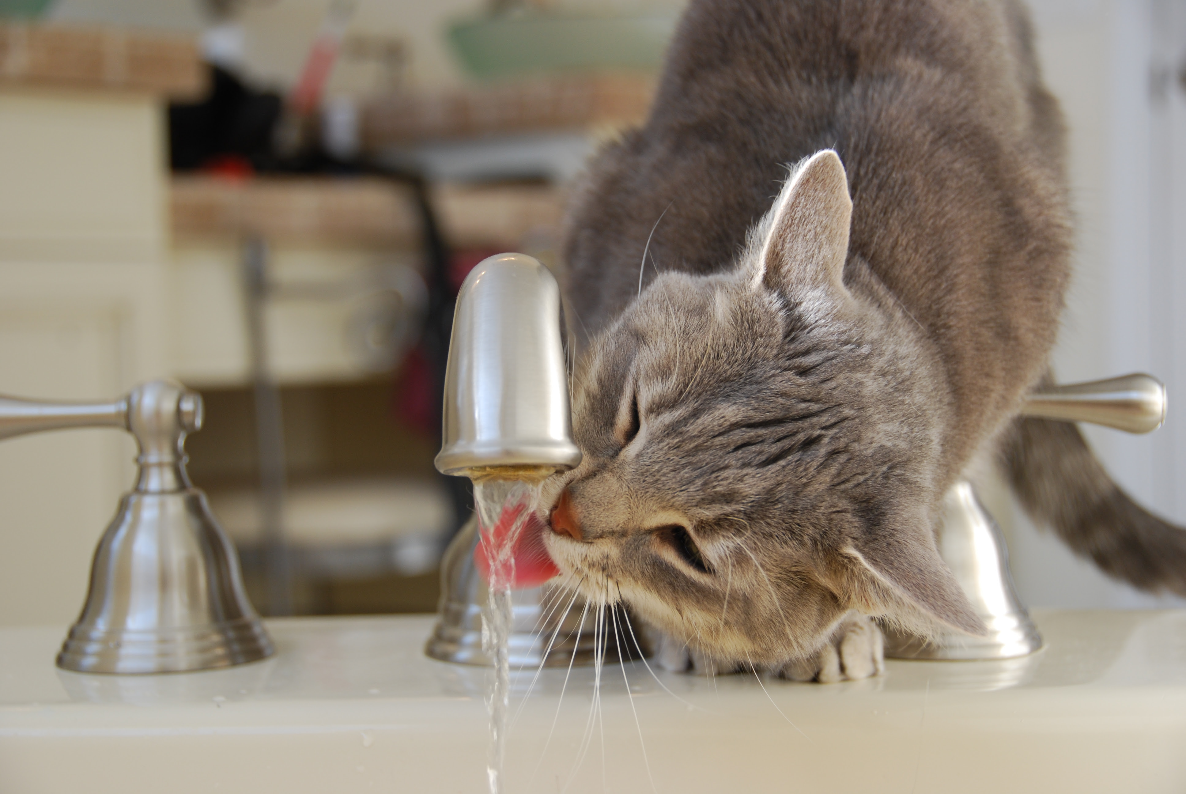 DSC_0010 Cat drinking from faucet