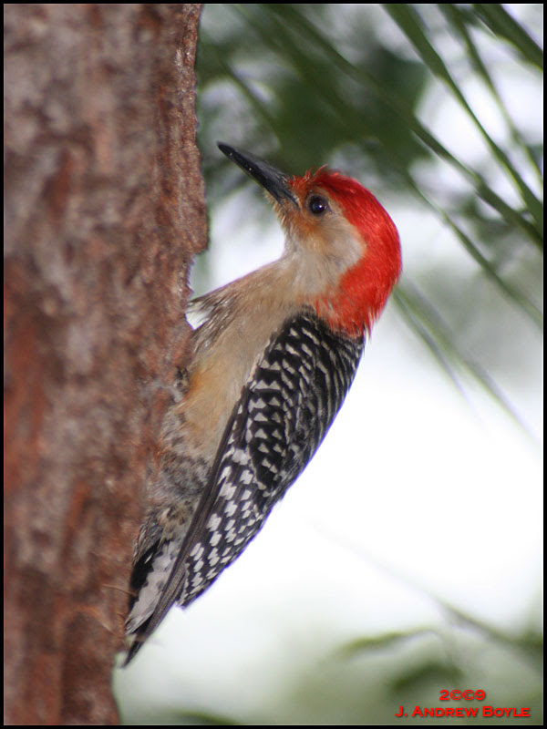 Red-bellied Woodpecker