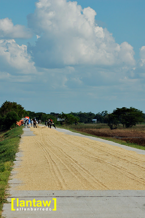 Road as Palay Dryer