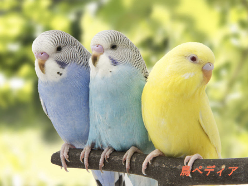 セキセイ インコ 壁紙 壁紙 かわいい セキセイ インコ あなたのための最高の壁紙画像