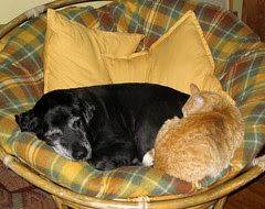 Sam and Baggins sharing