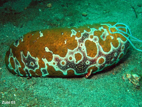 Animal Kingdom: INVERTEBRATA