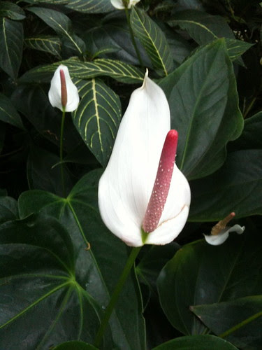 Flamingo flower