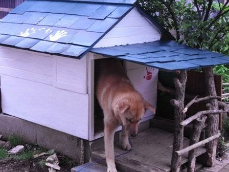最新のhd可愛い 犬 小屋 最高の動物画像