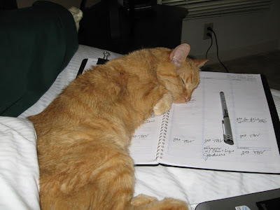 Thurber the cat