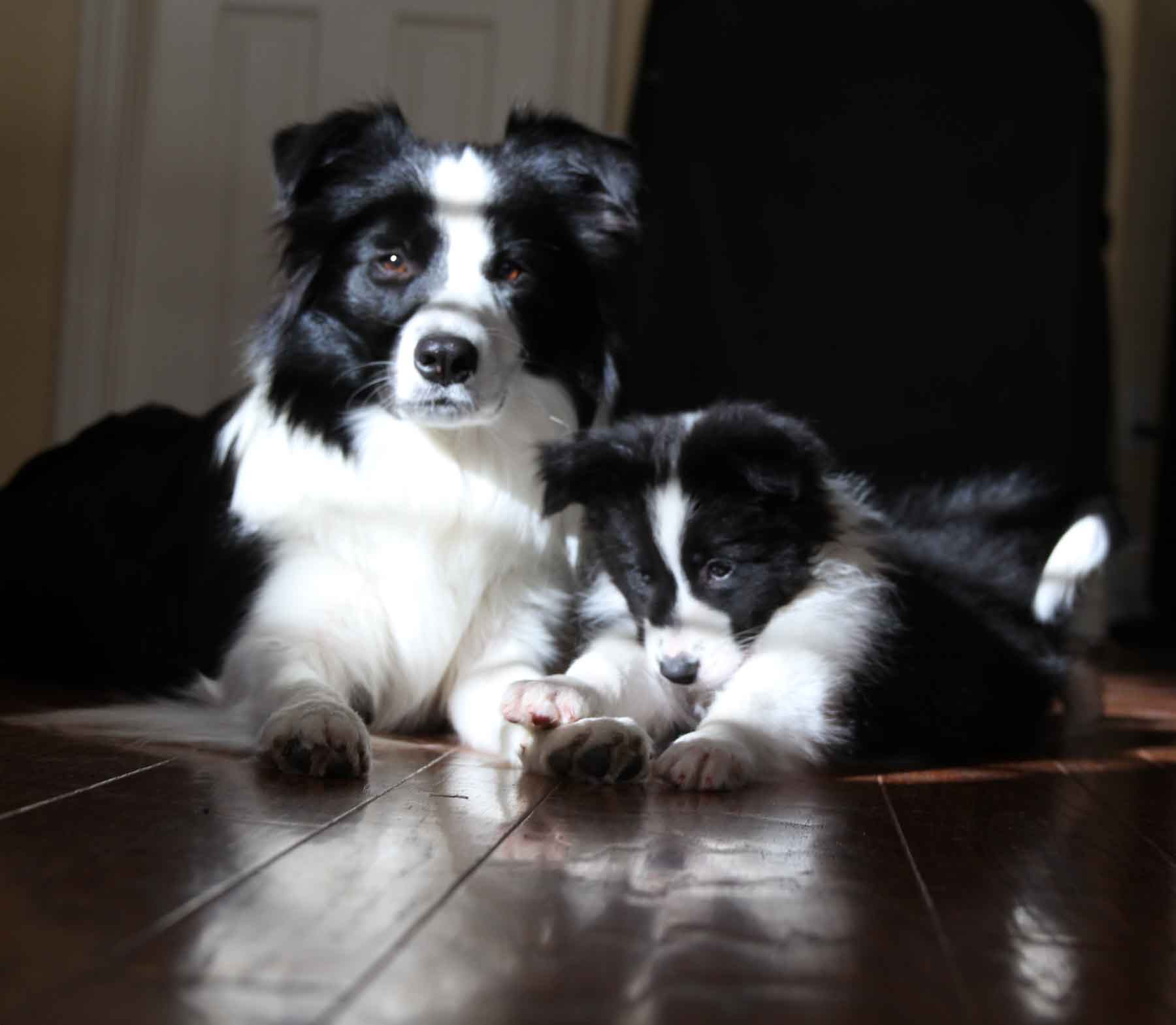 Miniature Border Collie Puppies For Sale PetsWall