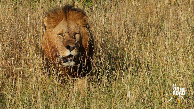 A battle hardened African Lion in the savannah grasslands of Maasai Mara Game Reserve