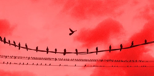 Birds On a Wire - Red