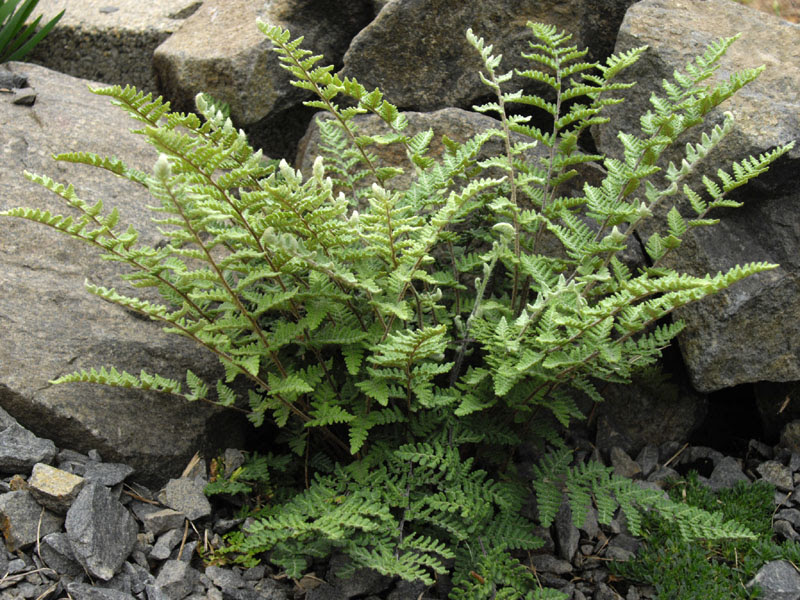 File:Cheilanthes lanosa 3 (FM).JPG