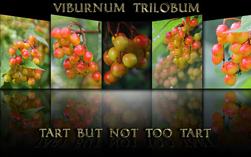 Viburnum Trilobum ~ High Bush Cranberry ~ Explore