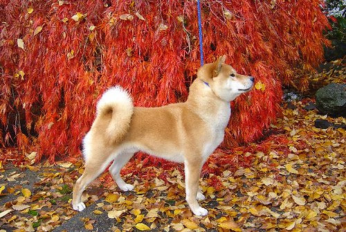 Shiba C
