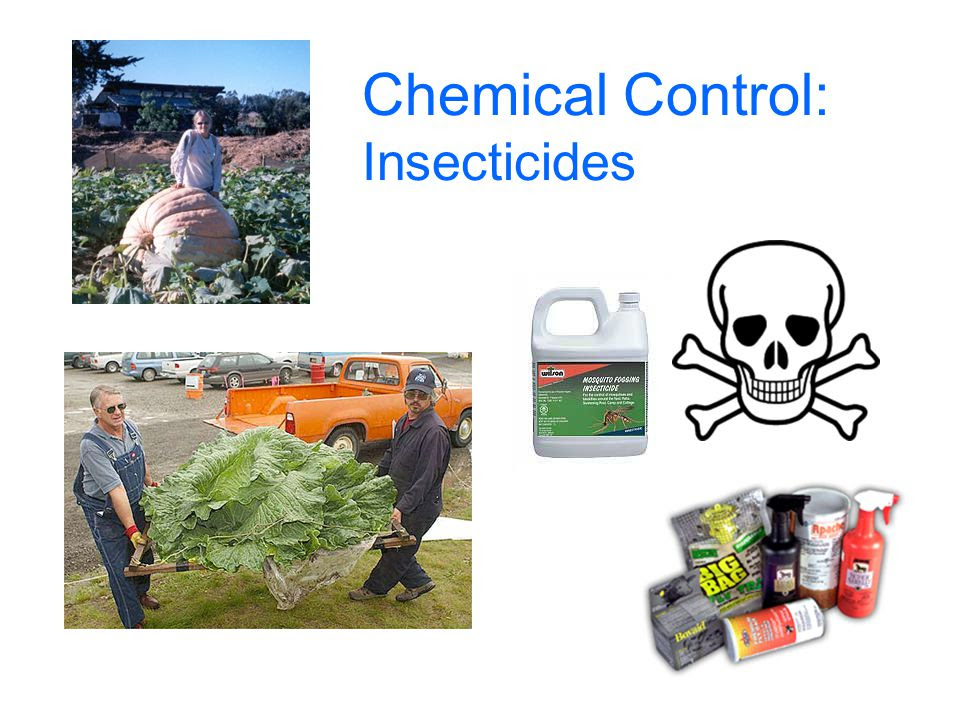 Chemical Control Of Pests Pest Control