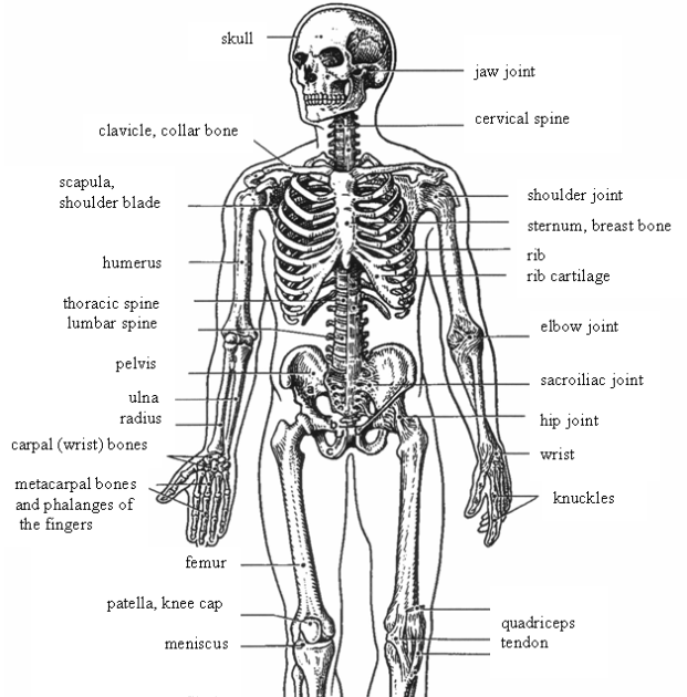 Osseous Stracture Human Body - Skeletal System Learn Skeletal Anatomy