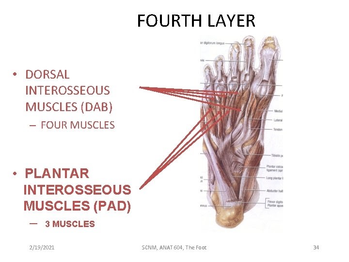 The 19 Muscles Of The Foot : My Foot Clinic On Twitter Did You Know 1 4