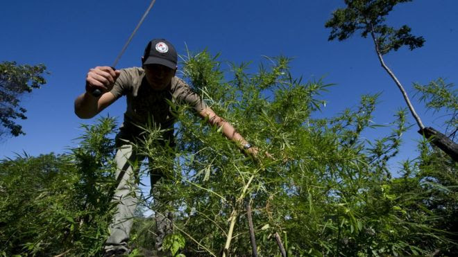 Plantación de marihuana