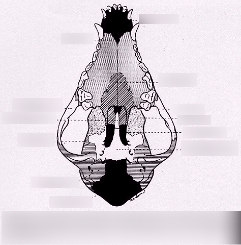 Images Of Dog Skull Drawing Cartoon