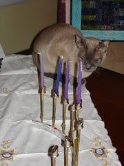 Hanu-cat