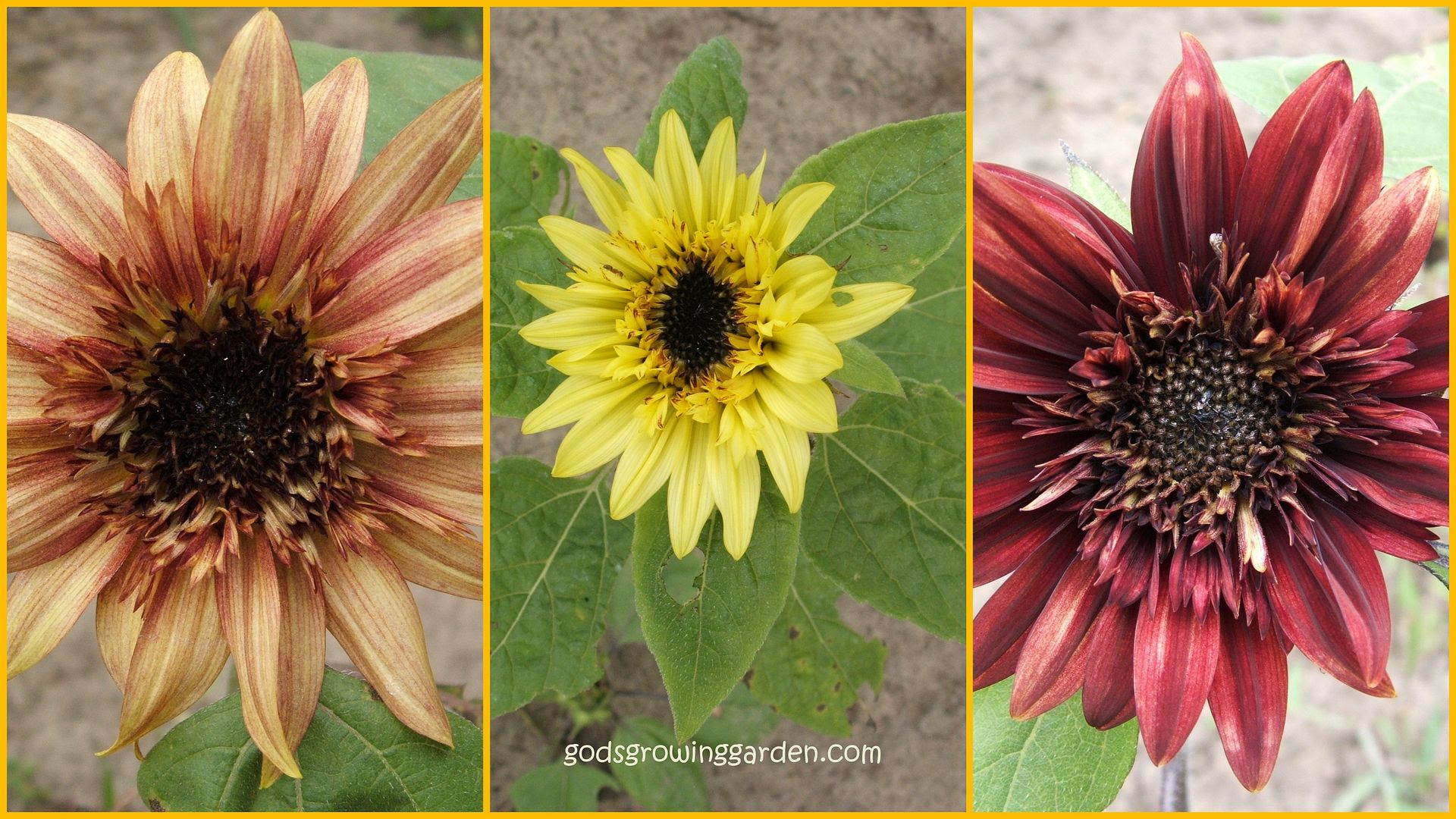 Starburst Sunflowers by Angie Ouellette-Tower for godsgrowinggarden.com photo 2013-08-02_zpse02c8e86.jpg