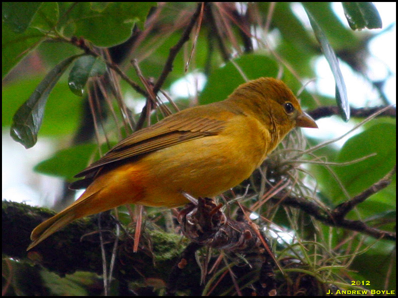 Summer Tanager