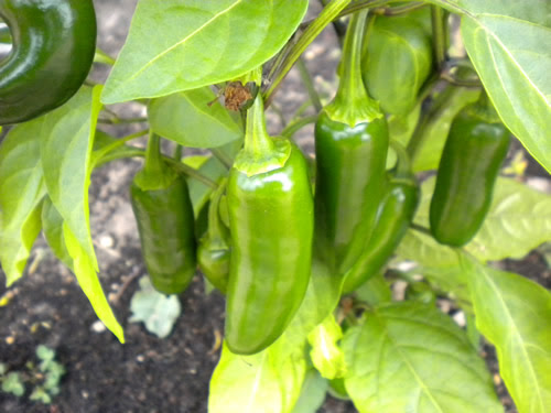 Harvest Jalapeno Peppers by Jalapeno Madness: Harvesting jalapeno Pepper  Plants