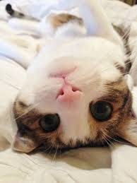 50 Gambar DP BBM Kucing Lucu Imut Gemesin Berbagai Gadget 50 Gambar DP BBM Kucing Lucu Imut Gemesin Berbagai Gadget
