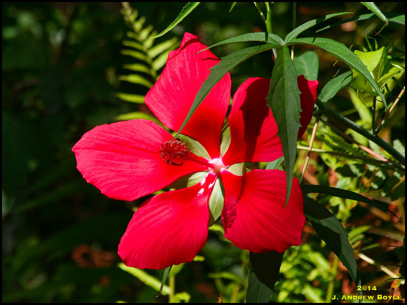 Scarlet Rose Mallow Scarlet Rose Mallow