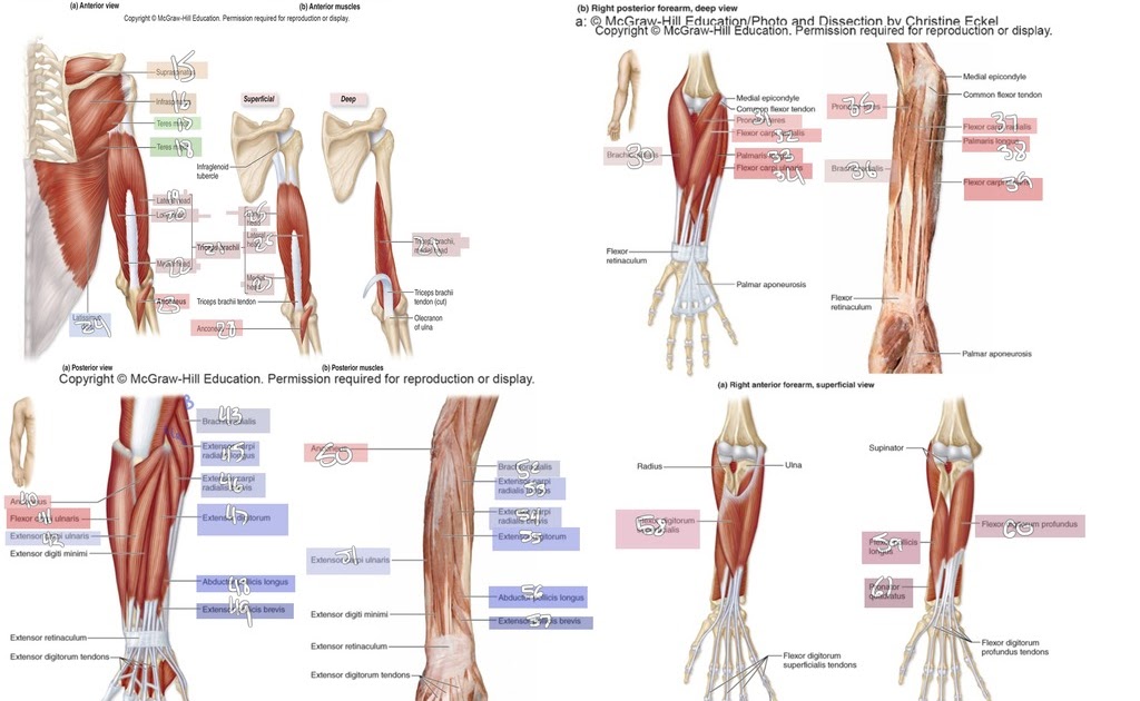 Arm Muscles Diagram : Pin On School Pta / Tutorials and quizzes on