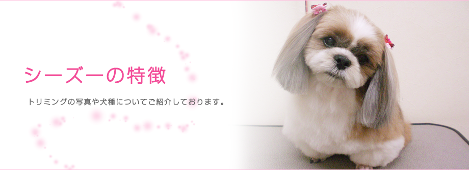 √1000以上 シーズー 16 歳 180263 Okepict7v0a