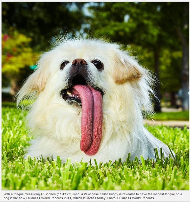 Guinness World Records 2011 (10 pics) Guinness World Records 2011 (10 pics)