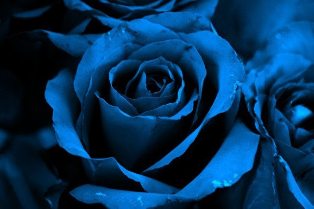 14+ Aesthetic Blue Rose Wallpaper Images - mywallpapers site