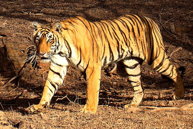 File:Tiger in Ranthambhore.jpg