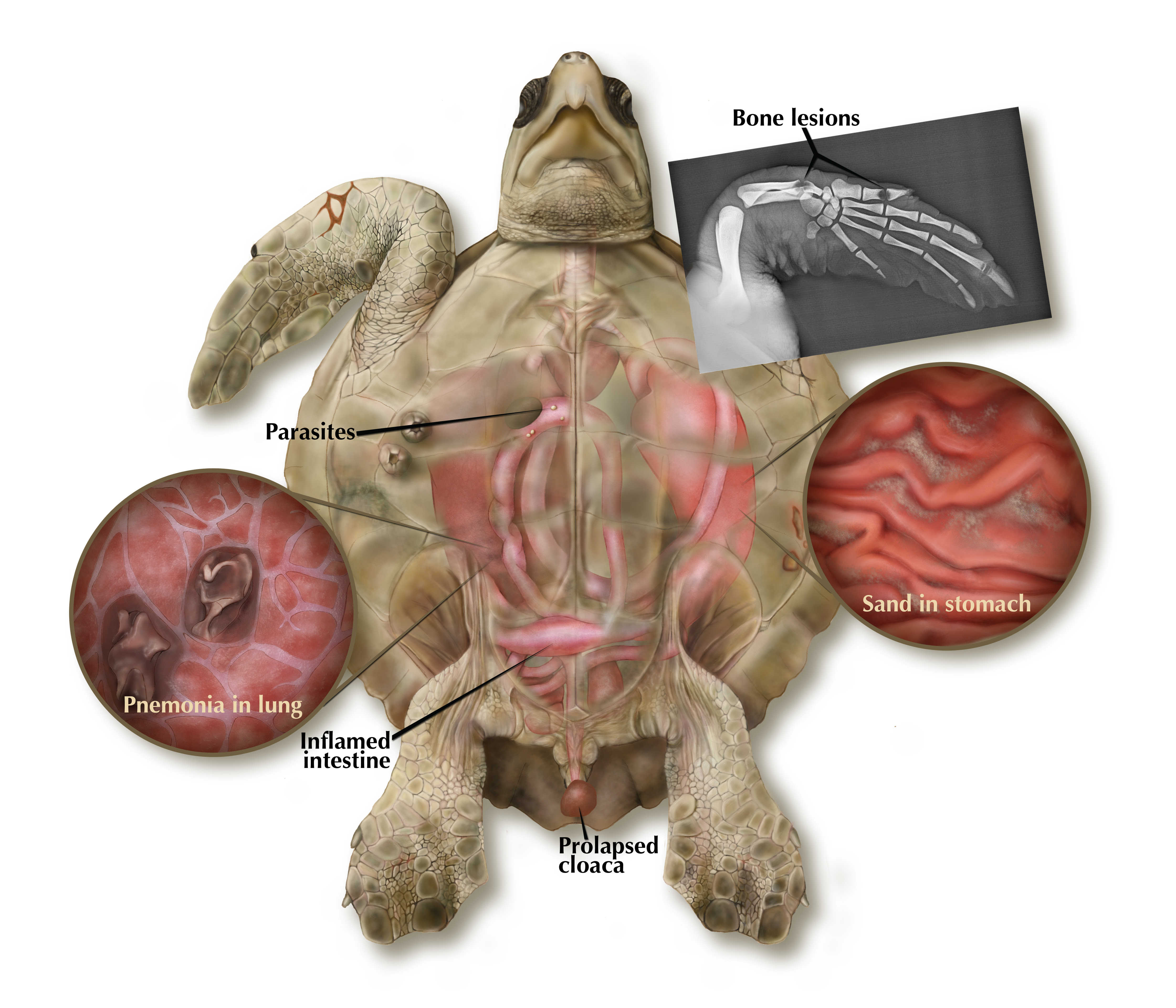 Turtle Internal Anatomy - Anatomy Diagram Book