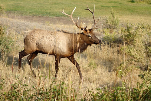 Elk