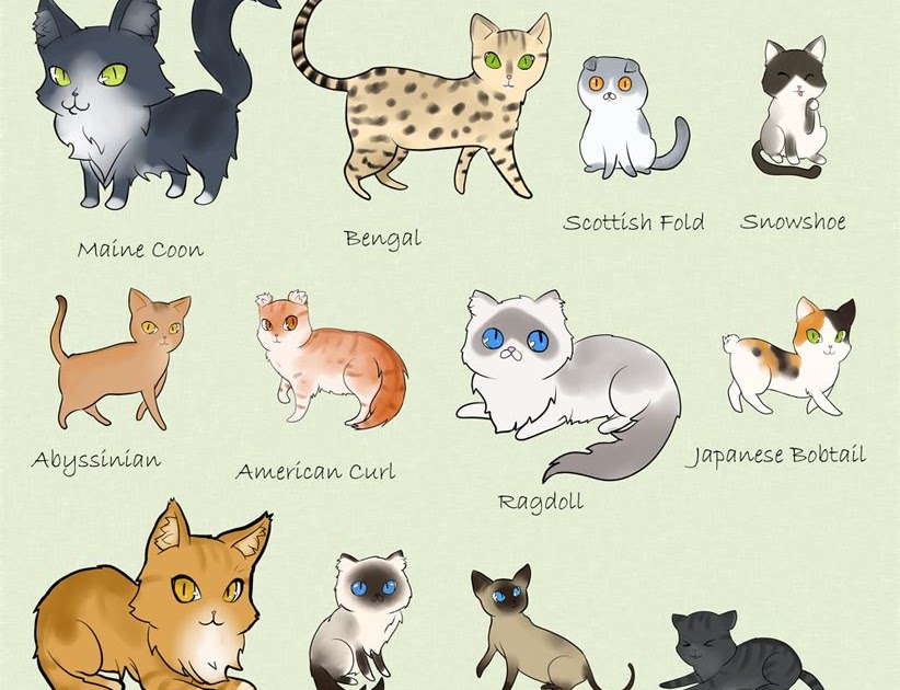 Wild Cats Species List | Care About Cats