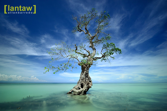 Siquijor Midday Mangrove