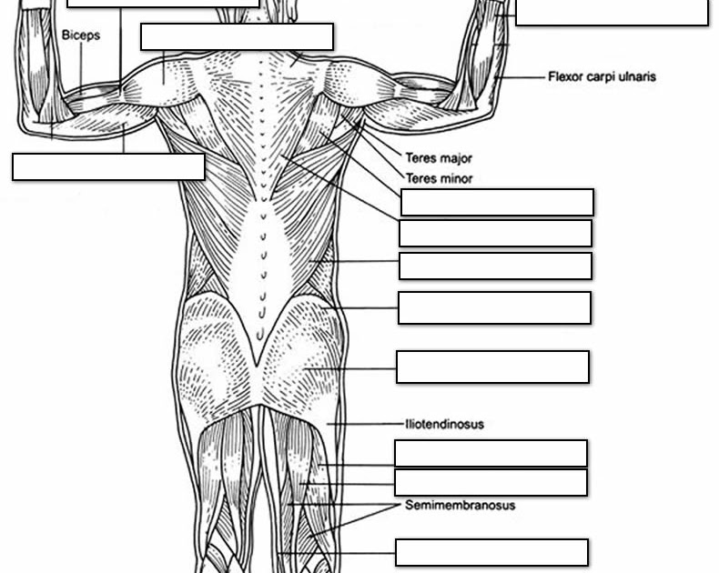 Muscles Labeled Front And Back : There are two parallel muscles