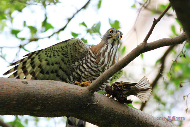 鳳頭蒼鷹