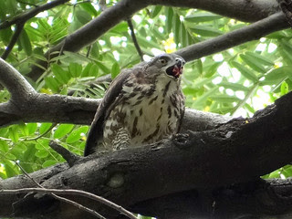 鳳頭蒼鷹/無限台南