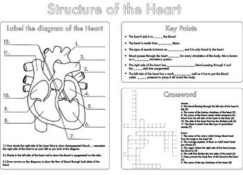 Circulatory System Worksheet Pdf Answers - worksheet