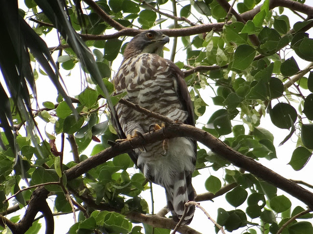 鳳頭蒼鷹/無限台南