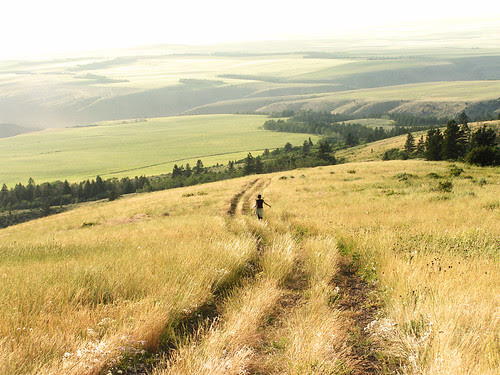 Fields of Gold