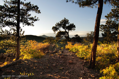 Golden avenue