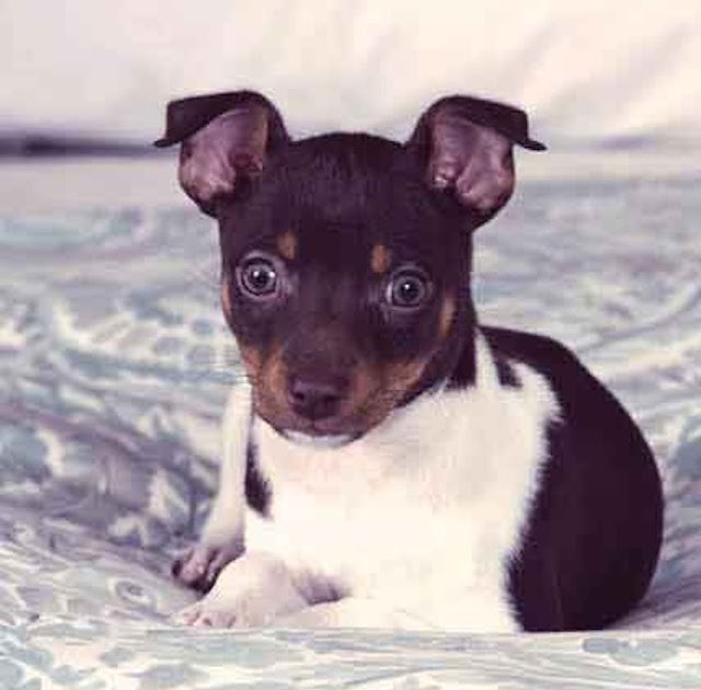 pozie Chihuahua Rat Terrier Mix Life Expectancy