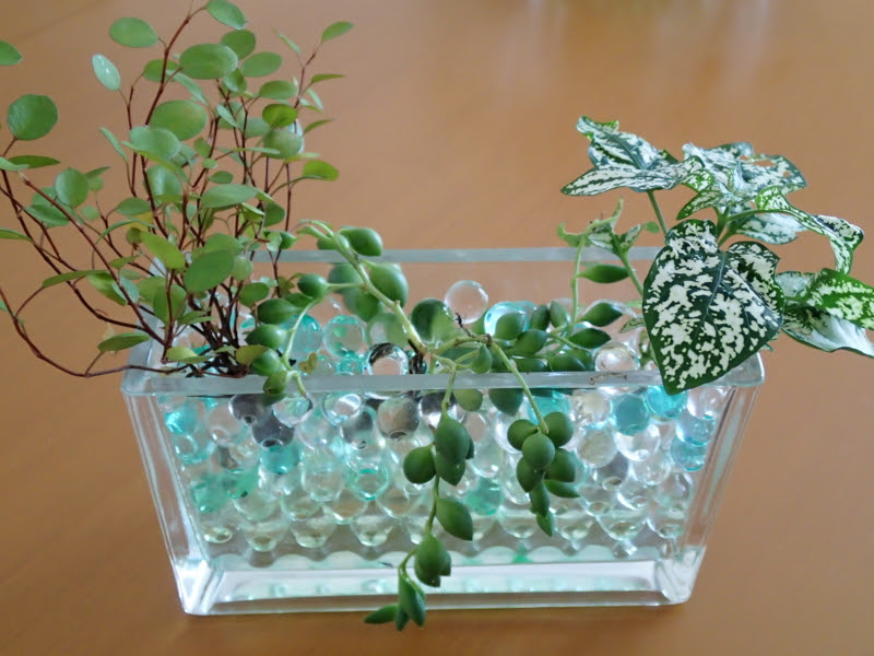 上観葉植物 ジュエル ポリマー すべての美しい花の画像