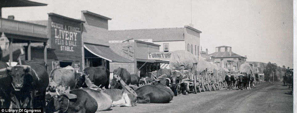Ready to roll: A line of oxen and wagons along the main street in Sturgis in the Dakota Territory which was taken between 1887 and 1892