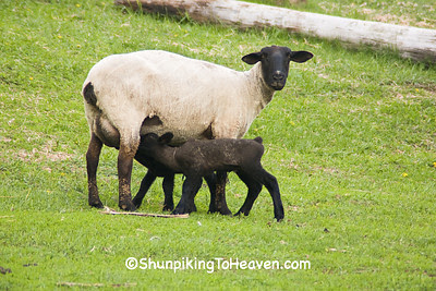 Black-faced Sheep with Lambs, Dane County, Wisconsin
